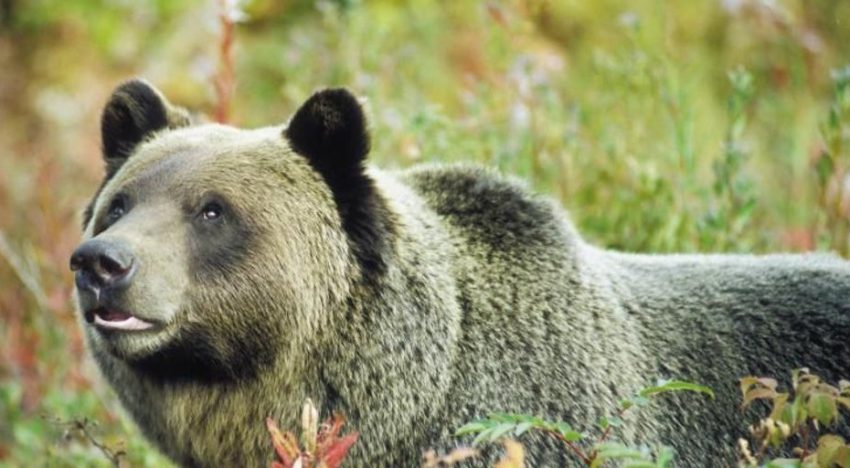 Un oso grizzly ataca a un grupo de niños durante una excursión escolar y deja once heridos, dos de ellos críticos, en Canadá