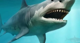 Muere una mujer y un hombre resulta gravemente herido tras ser mordidos por un tiburón en Australia