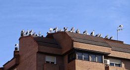 Probamos el Realme GT8 Pro Aston Martin: un móvil ideal para los videojuegos