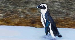 Detectan la muerte masiva de pingüinos por falta de alimento en Sudáfrica