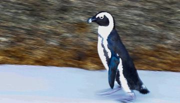 Detectan la muerte masiva de pingüinos por falta de alimento en Sudáfrica