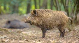 Hipra ensayará el año que viene en animales las vacunas contra la peste porcina africana