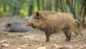 Hipra ensayará el año que viene en animales las vacunas contra la peste porcina africana