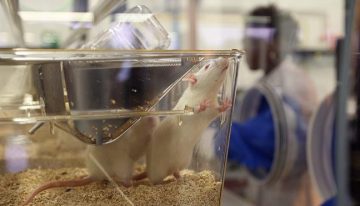 La combinación de tres suplementos alimenticios logra mejorar y revertir conductas relacionadas con el autismo en ratones