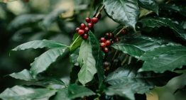 Café Soca: tradición cafetera del Huila, calidad reconocida y crecimiento empresarial con identidad regional