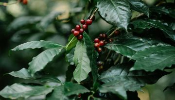 Café Soca: tradición cafetera del Huila, calidad reconocida y crecimiento empresarial con identidad regional