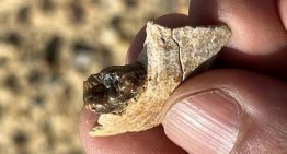 Un fósil en Egipto revela una nueva especie de simio y replantea el origen de los hominoideos