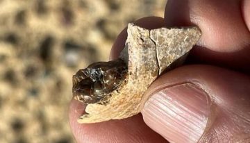 Un fósil en Egipto revela una nueva especie de simio y replantea el origen de los hominoideos