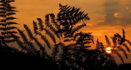 Las plantas se adaptan al cambio climático, pero el calor extremo marca su límite