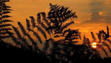 Las plantas se adaptan al cambio climático, pero el calor extremo marca su límite