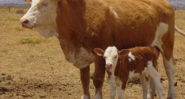 La clonación repetida tiene un límite: 25 generaciones en los ratones