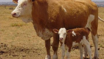 La clonación repetida tiene un límite: 25 generaciones en los ratones