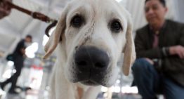 Los perros acompañan al ser humano en Europa desde hace 16.000 años, 5.000 más de lo que se creía