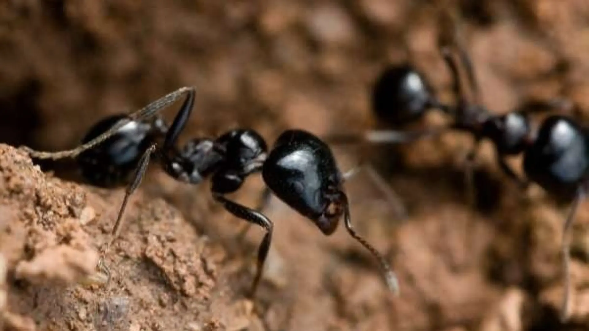 Kenia condena a un ciudadano chino a un año de cárcel por intentar sacar del país más de 2.000 hormigas de contrabando