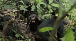 La mayor comunidad de chimpancés salvajes del mundo se divide e inicia una guerra civil