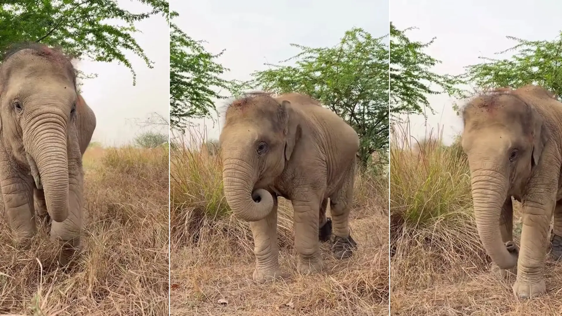 El milagro de Bani, la elefante que fue atropellada por un tren y vuelve a caminar gracias a este invento