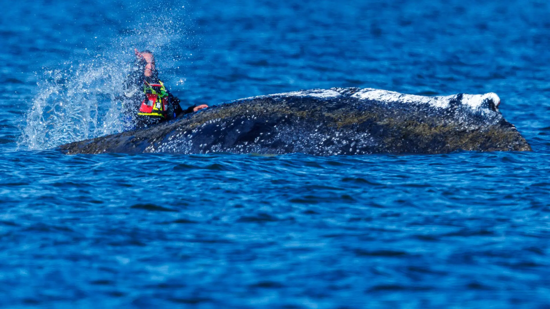 La historia de la ballena Timmy se complica y vuelve a quedar varada tras liberarse este lunes en el mar Báltico