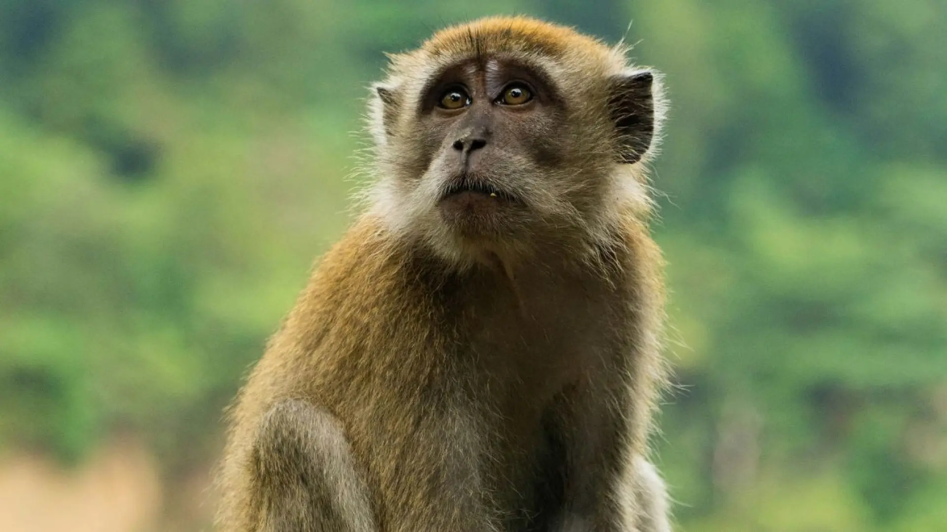 Un estudio demuestra que los monos pueden controlar avatares de realidad virtual con sus pensamientos