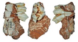 Científicos y universidades reclaman que el currículum educativo incluya explícitamente la evolución