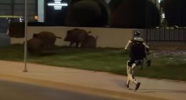 Edward Warchocki, el robot humanoide convertido en influencer que se ha hecho viral por espantar a jabalíes