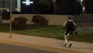 Edward Warchocki, el robot humanoide convertido en influencer que se ha hecho viral por espantar a jabalíes