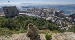 Los monos de Gibraltar «se medican» con tierra para contrarrestar la comida basura de los turistas