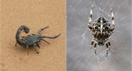 Un fósil adelanta 20 millones de años el origen de las arañas y escorpiones
