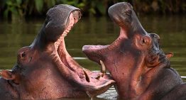 Colombia sacrificará a 80 hipopótamos de Pablo Escobar por su rápida reproducción sin control
