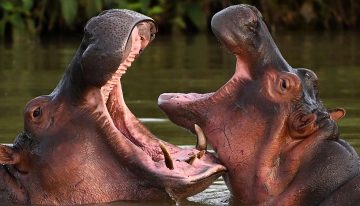 Colombia sacrificará a 80 hipopótamos de Pablo Escobar por su rápida reproducción sin control