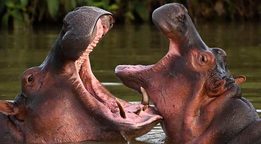 Colombia sacrificará a 80 hipopótamos de Pablo Escobar por su rápida reproducción sin control