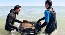 Hallan 250 perros hacinados en una pequeña vivienda de Inglaterra