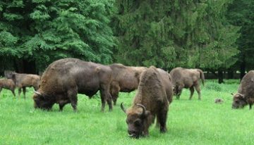 Camboya inaugura una estatua en honor a una rata detectora de minas antipersonas