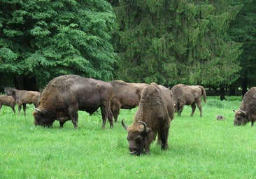 Camboya inaugura una estatua en honor a una rata detectora de minas antipersonas