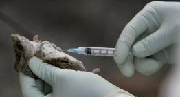Un caso de hantavirus en el Berguedà en 2024: el único precedente reciente de la enfermedad en Catalunya