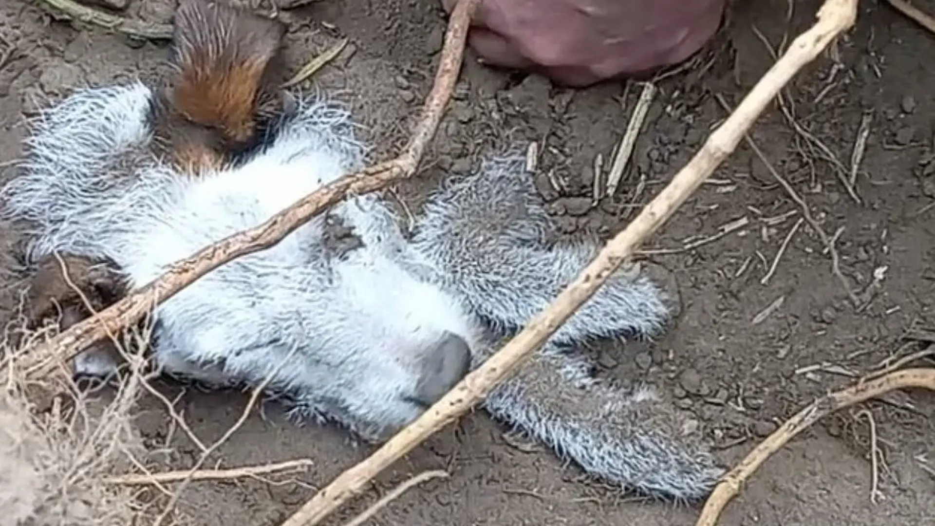 El angustioso rescate de una perra que estuvo dos días atrapada bajo tierra: «Escuchamos un gemido»