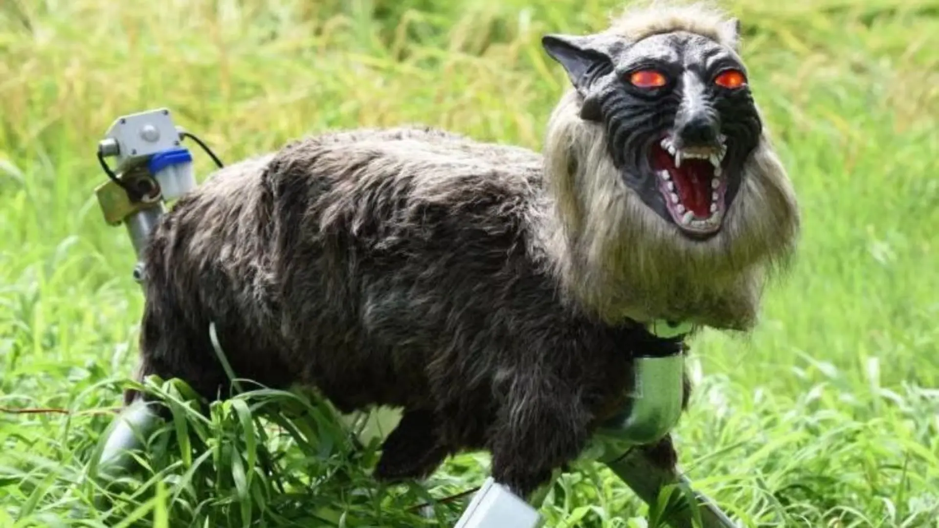 Japón tiene la solución para ahuyentar a los osos: estos terroríficos lobos robots evitan cualquier ataque