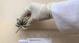 Descubren una nueva especie de pequeño pulpo azul en el archipiélago ecuatoriano de Galápagos