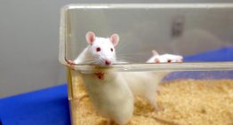 China ya prueba en ratones una vacuna experimental de ARNm contra distintas variantes del ébola, incluida la cepa de Bundibugyo