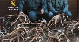 Alarma en Alemania por una banda dedicada al contrabando de vacas: han robado 118 en tres semanas