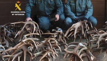 Alarma en Alemania por una banda dedicada al contrabando de vacas: han robado 118 en tres semanas