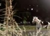 Tres heridos tras escaparse 30 caballos asustados por unos fuegos artificiales en Roma