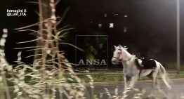 Tres heridos tras escaparse 30 caballos asustados por unos fuegos artificiales en Roma