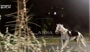 Tres heridos tras escaparse 30 caballos asustados por unos fuegos artificiales en Roma
