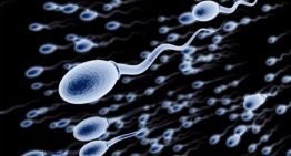 Identificada la importancia de una proteína en el envejecimiento reproductivo masculino