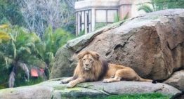 Un tigre escapa de un recinto privado, deja herido de gravedad a un hombre y acaba abatido por la Policía alemana