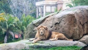 Un tigre escapa de un recinto privado, deja herido de gravedad a un hombre y acaba abatido por la Policía alemana