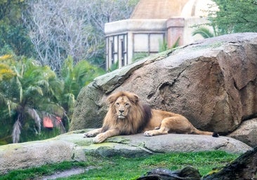 Un tigre escapa de un recinto privado, deja herido de gravedad a un hombre y acaba abatido por la Policía alemana