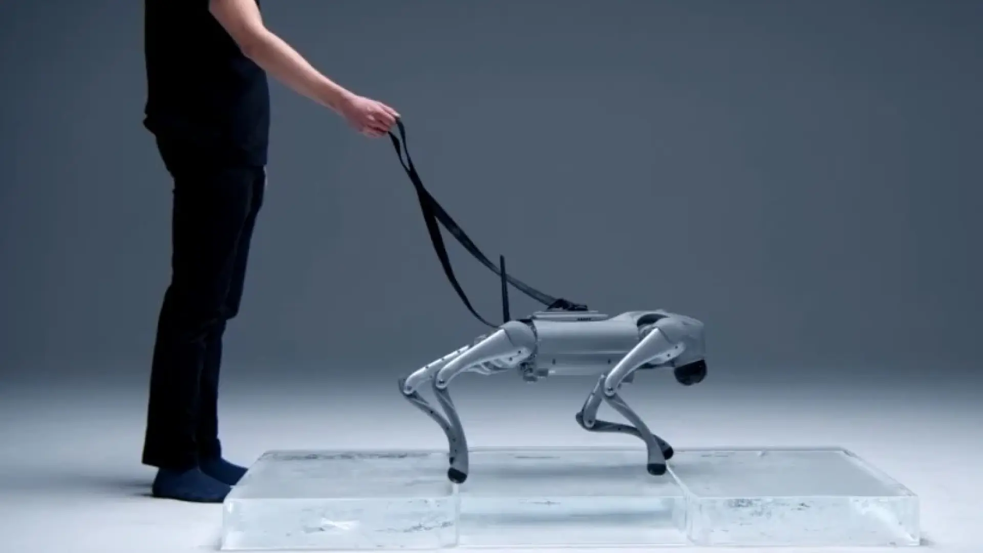 El perro robot que aprende como un humano ya es real: conoce a Luna