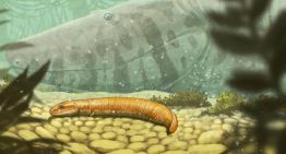 Los fósiles de crías de los antiguos cocodrilos reescriben la evolución de los tetrápodos