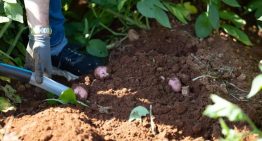 Investigadores catalanes convierten las patatas en plásticos biodegradables mediante una bacteria modificada